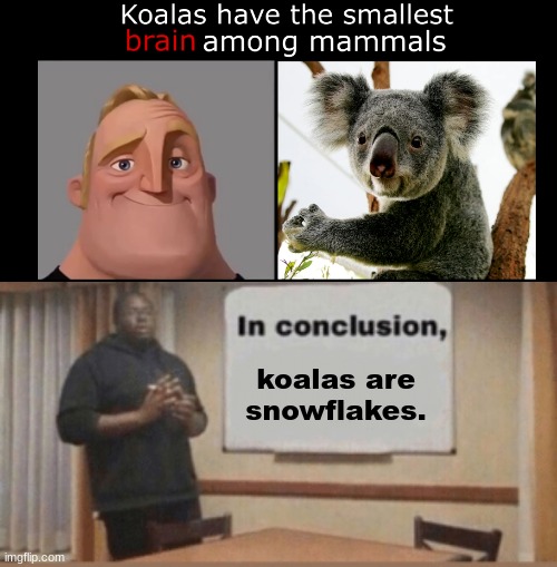 koalas are snowflakes. | image tagged in in conclusion | made w/ Imgflip meme maker