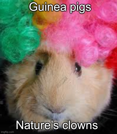 Clowning |  Guinea pigs; Nature’s clowns | image tagged in clown,guinea pig | made w/ Imgflip meme maker