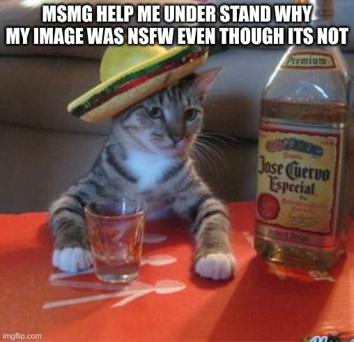 Mexican Cat | MSMG HELP ME UNDER STAND WHY MY IMAGE WAS NSFW EVEN THOUGH ITS NOT | image tagged in mexican cat | made w/ Imgflip meme maker