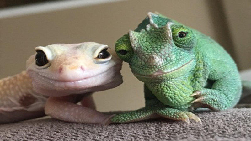 High Quality Smiling Lizard Couple Blank Meme Template