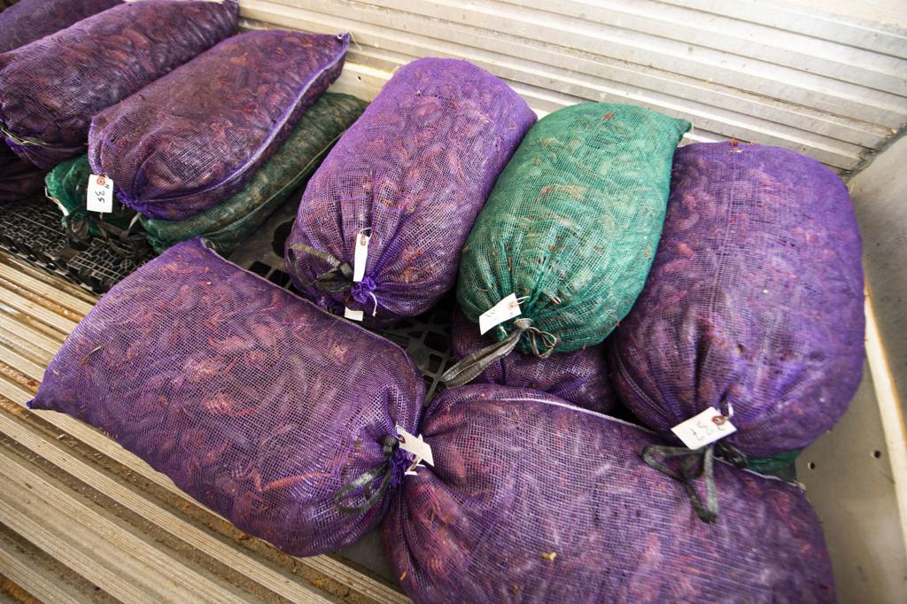 crawfish sacks Blank Meme Template