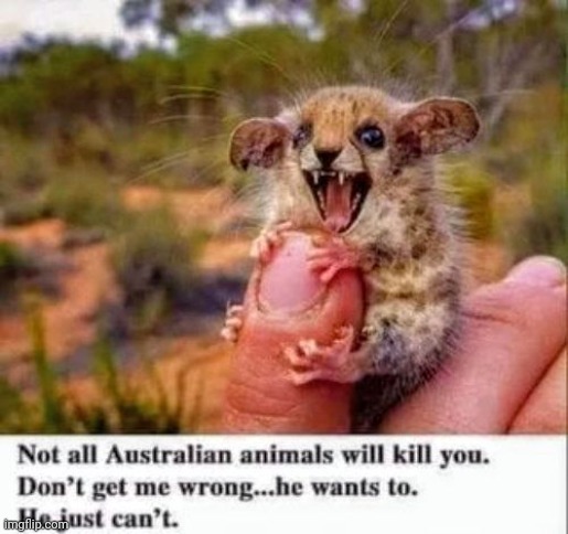 It's a killer | image tagged in dangerous,animal,be careful | made w/ Imgflip meme maker