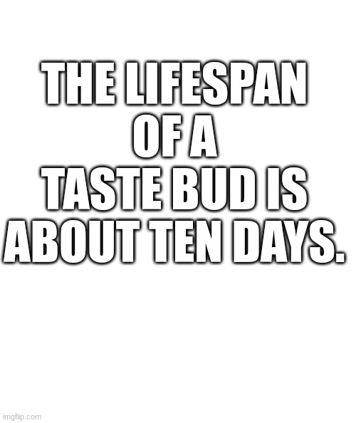 White rectangle | THE LIFESPAN OF A TASTE BUD IS ABOUT TEN DAYS. | image tagged in white rectangle | made w/ Imgflip meme maker
