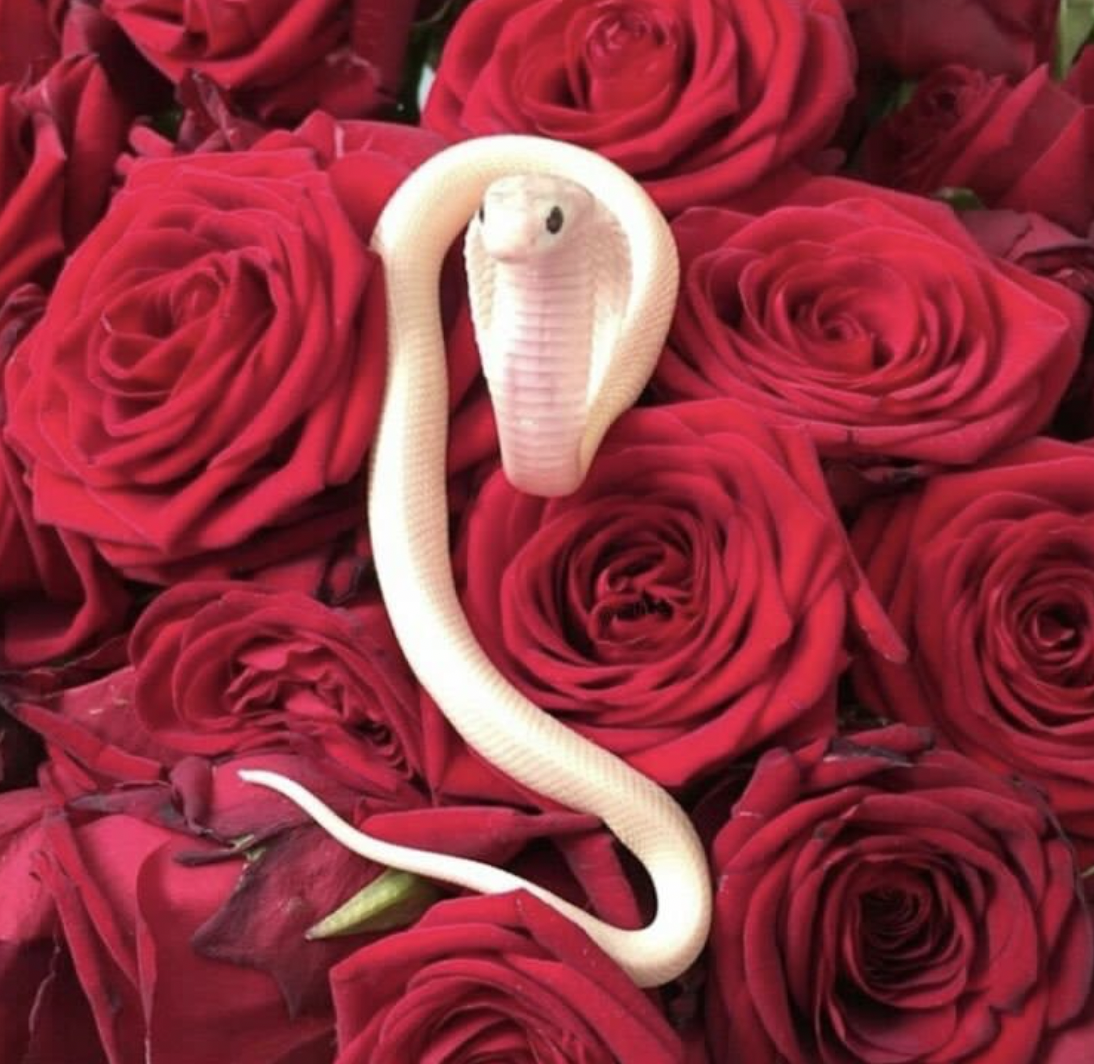 Rose Snake Blank Meme Template
