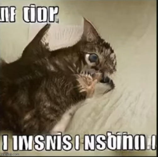 made w/ Imgflip meme maker