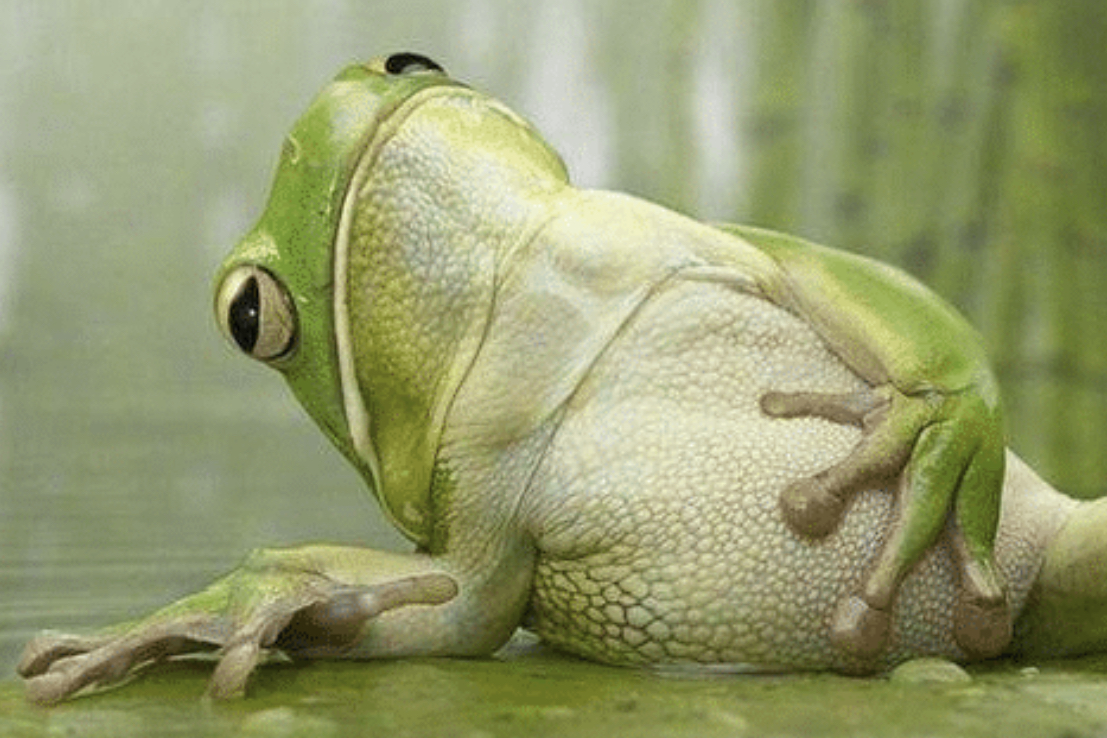 Frog Full Belly Blank Meme Template