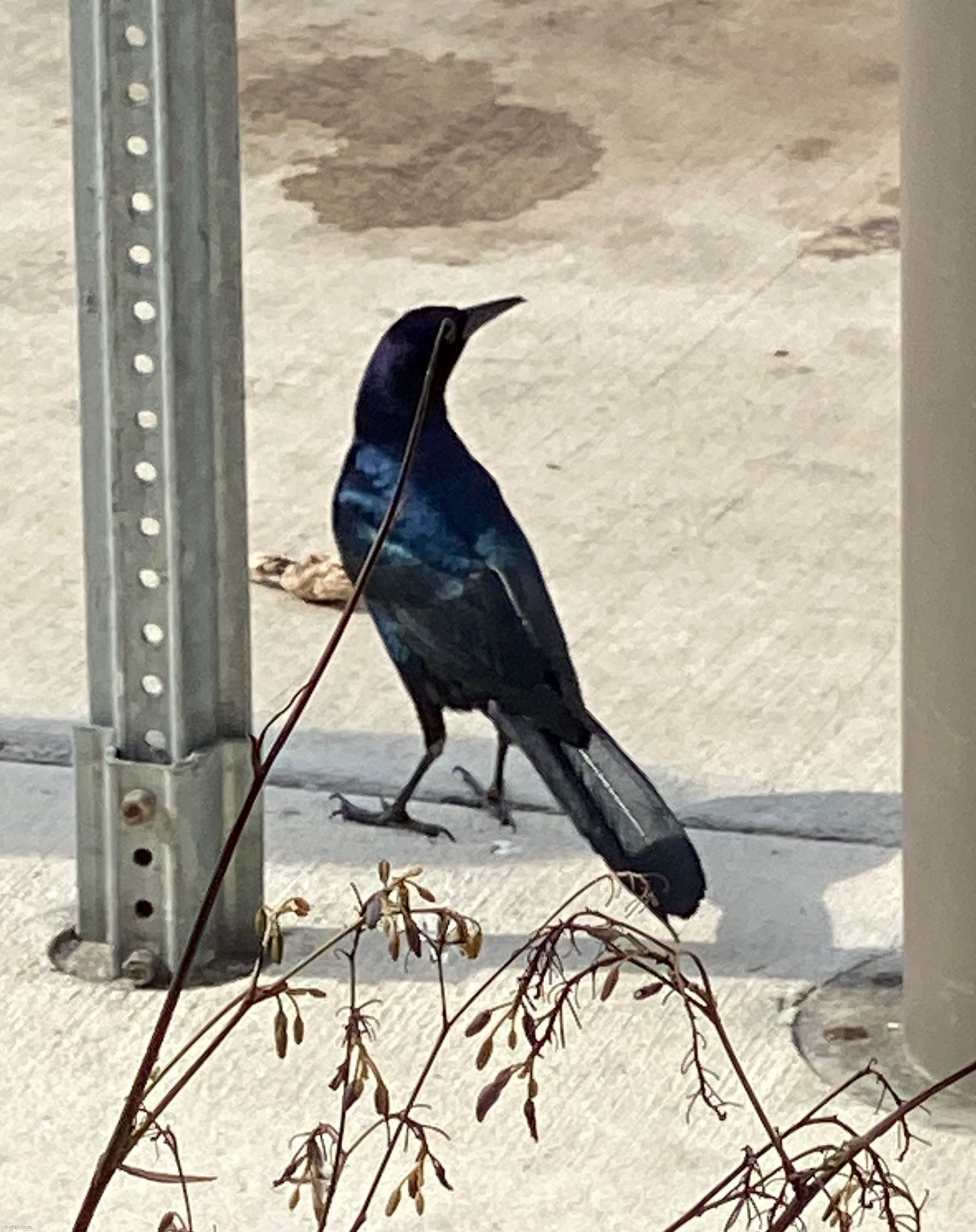 Bird, Tampa FL 4/13/22 | made w/ Imgflip meme maker