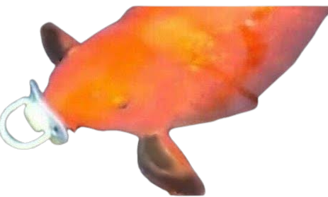 Fish Blank Meme Template