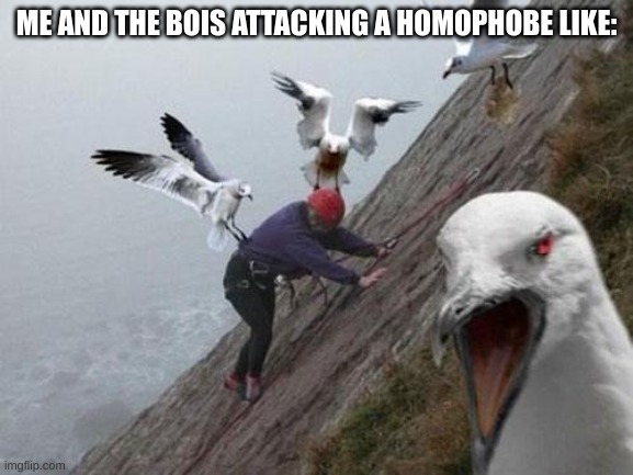 Angry Birds | ME AND THE BOIS ATTACKING A HOMOPHOBE LIKE: | image tagged in angry birds | made w/ Imgflip meme maker