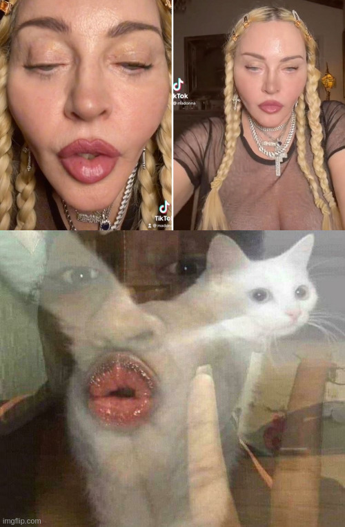 image tagged in blursed image cat's rear and person's lips | made w/ Imgflip meme maker