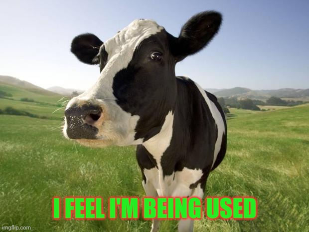 cow | I FEEL I'M BEING USED | image tagged in cow | made w/ Imgflip meme maker