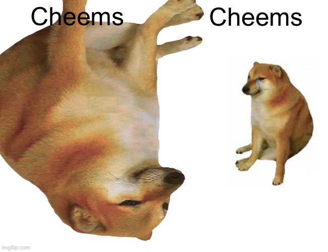 Cheems vs cheems | Cheems; Cheems | image tagged in buff doge vs cheems | made w/ Imgflip meme maker