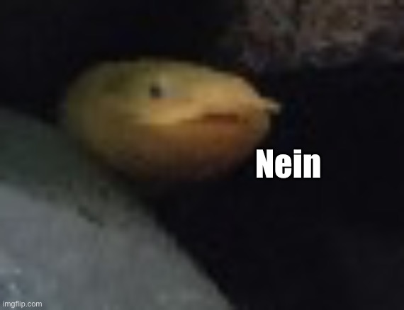 Nein | made w/ Imgflip meme maker