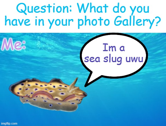 Sea slug :D, #aphotoinmyphotogallery | Question: What do you have in your photo Gallery? Me:; Im a sea slug uwu | image tagged in sea slug,its cute,its so cute | made w/ Imgflip meme maker