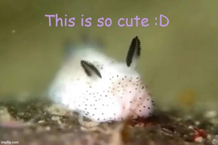 Sea slug, the other photo in my photo gallery :D | This is so cute :D | image tagged in seaslug,itscute,what | made w/ Imgflip meme maker
