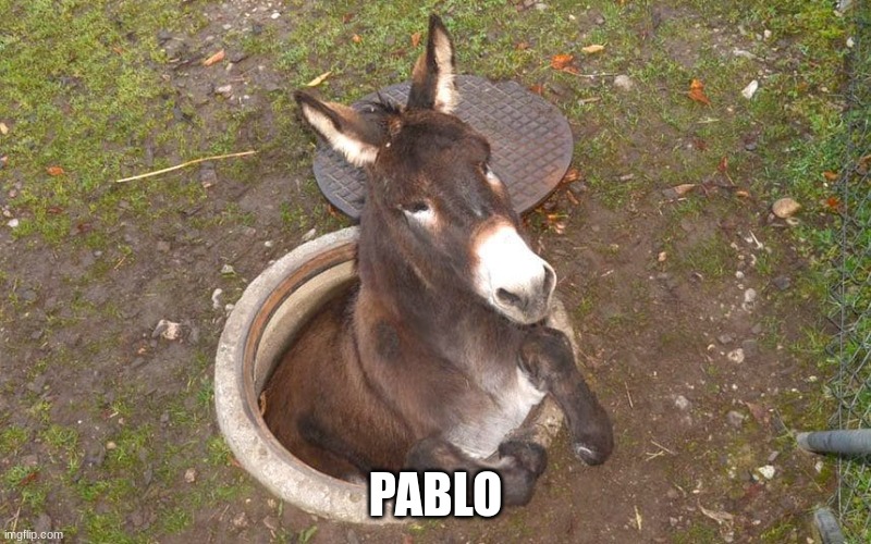  PABLO | image tagged in yes,fun,funny,donkey,yes'nt | made w/ Imgflip meme maker
