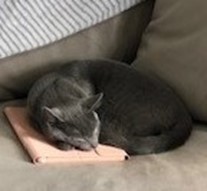 Sleeping Kitty on Tablet Blank Meme Template