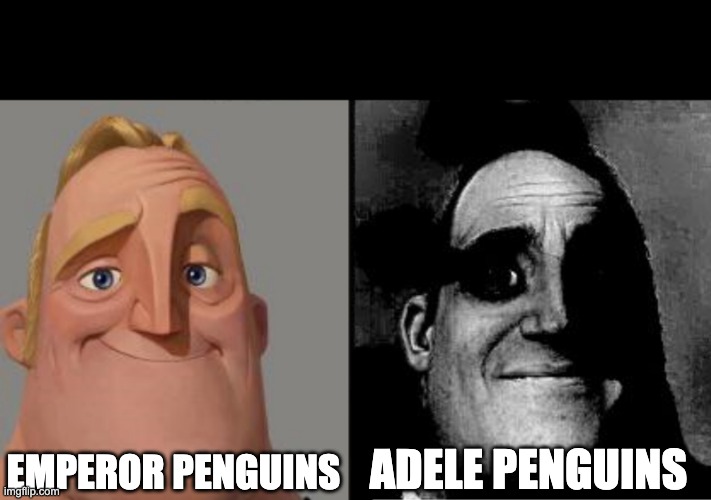 Do not look them up, they scare me | EMPEROR PENGUINS; ADELE PENGUINS | image tagged in traumatized mr incredible | made w/ Imgflip meme maker