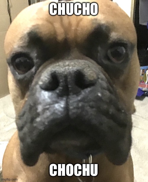 Chucho | CHUCHO; CHOCHU | image tagged in chucho | made w/ Imgflip meme maker