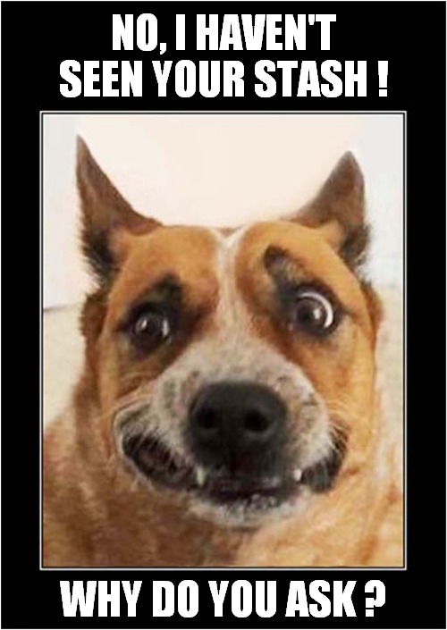 High As A Kite ? | NO, I HAVEN'T SEEN YOUR STASH ! WHY DO YOU ASK ? | image tagged in dogs,high,stash,drugs | made w/ Imgflip meme maker