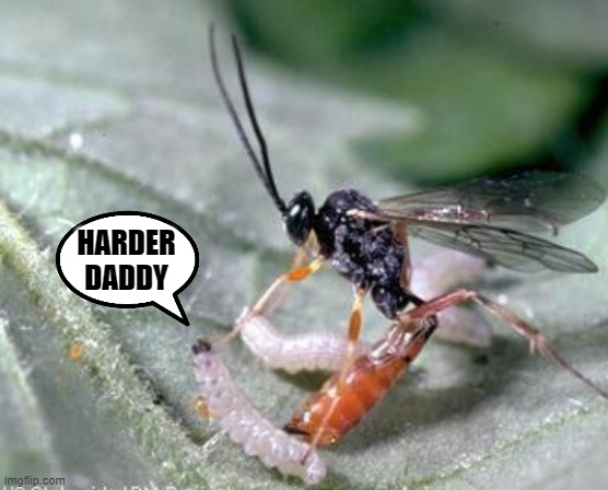 HARDER DADDY | made w/ Imgflip meme maker
