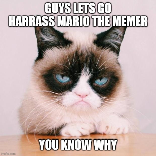 grumpy cat again | GUYS LETS GO HARRASS MARIO THE MEMER; YOU KNOW WHY | image tagged in grumpy cat again | made w/ Imgflip meme maker