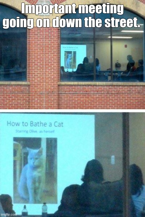 Important meeting going on down the street. | image tagged in funny cats | made w/ Imgflip meme maker