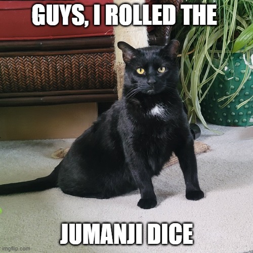 Jumanji Cat | GUYS, I ROLLED THE; JUMANJI DICE | image tagged in funny memes,jumanji,stuck,adorable,cat,cute cat | made w/ Imgflip meme maker