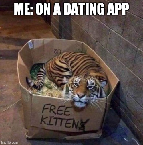 Kitten tiger dating app | ME: ON A DATING APP | image tagged in memes | made w/ Imgflip meme maker
