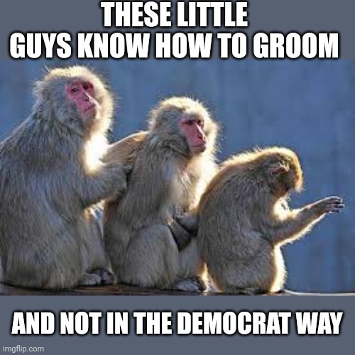 grooming monkeys | THESE LITTLE GUYS KNOW HOW TO GROOM; AND NOT IN THE DEMOCRAT WAY | image tagged in grooming monkeys,democrats | made w/ Imgflip meme maker