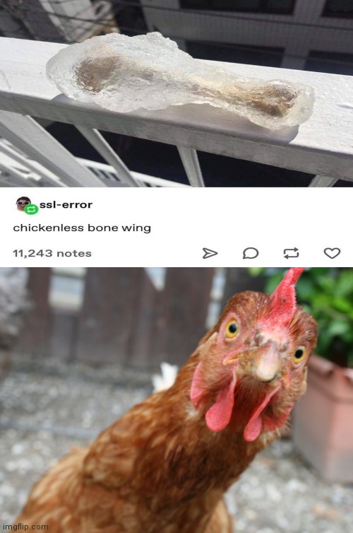 Chickenless bone wing | image tagged in curious chicken,chicken,chicken wing,memes,meme,chickenless bone wing | made w/ Imgflip meme maker