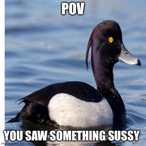 Traumatized duck | POV; YOU SAW SOMETHING SUSSY | image tagged in trauma | made w/ Imgflip meme maker