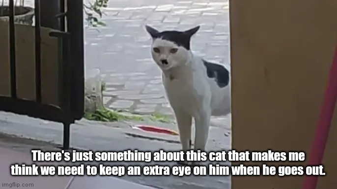 Keep an eye on him! | There's just something about this cat that makes me think we need to keep an extra eye on him when he goes out. | image tagged in funny | made w/ Imgflip meme maker