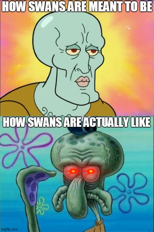 Swans are the beasts of beauty | HOW SWANS ARE MEANT TO BE; HOW SWANS ARE ACTUALLY LIKE | image tagged in memes,squidward,repost,reposts,expectation vs reality | made w/ Imgflip meme maker