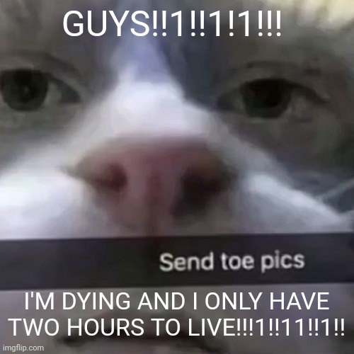 TIME TO POST IT ON MSMG BECAUSE EVERYBODY CARES!!!1!!1!!! <3 | GUYS!!1!!1!1!!! I'M DYING AND I ONLY HAVE TWO HOURS TO LIVE!!!1!!11!!1!! | image tagged in kat | made w/ Imgflip meme maker