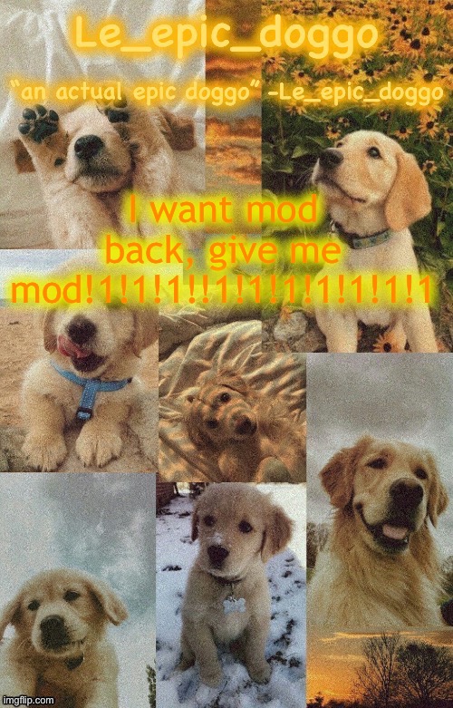 Doggo temp by doggo. Wait what that’s confusing | I want mod back, give me mod!1!1!1!!1!1!1!1!1!1!1 | image tagged in doggo temp by doggo wait what that s confusing | made w/ Imgflip meme maker