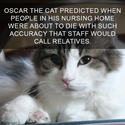 Psychic cat | image tagged in cat,psychic,predicting | made w/ Imgflip meme maker