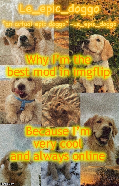 Doggo temp by doggo. Wait what that’s confusing | Why I’m the best mod in imgflip; Because I’m very cool and always online | image tagged in doggo temp by doggo wait what that s confusing | made w/ Imgflip meme maker