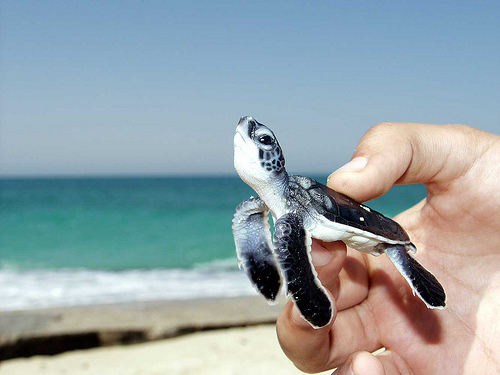 image tagged in cute,animals,turtles