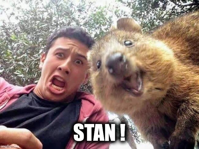 Quokka and Stan | STAN ! | image tagged in quokka and stan | made w/ Imgflip meme maker