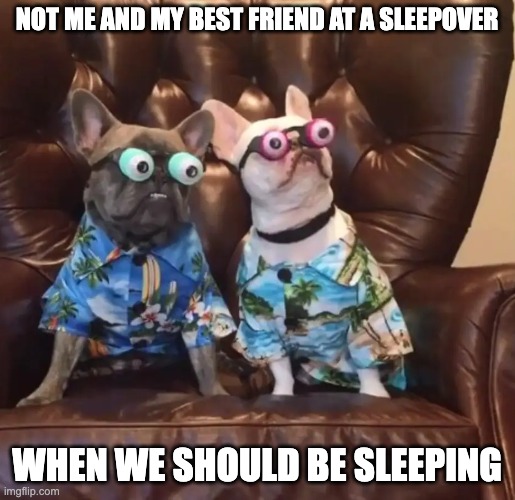 Hehe... | NOT ME AND MY BEST FRIEND AT A SLEEPOVER; WHEN WE SHOULD BE SLEEPING | image tagged in funny dogs,memes,funny,dogs,derp,sleepovers | made w/ Imgflip meme maker