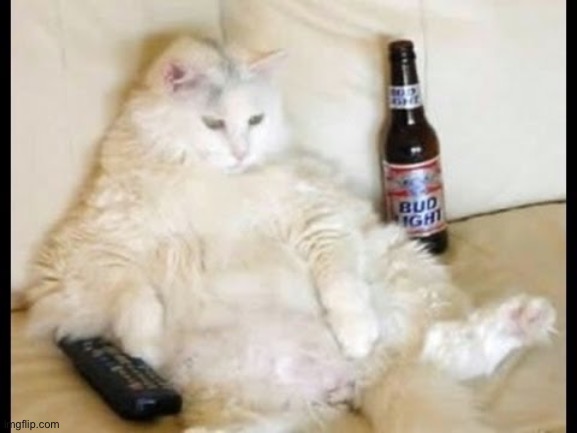 Cat watching TV with beer | image tagged in cat watching tv with beer | made w/ Imgflip meme maker