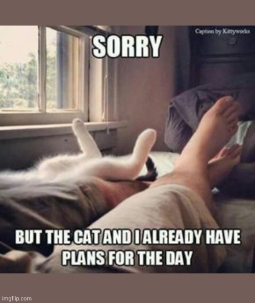 image tagged in lazy cat,lazy,day | made w/ Imgflip meme maker