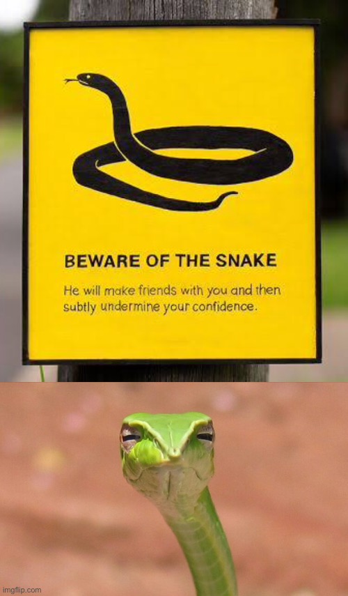 Beware of snek | image tagged in suspicious snek,snake,snek,beware | made w/ Imgflip meme maker