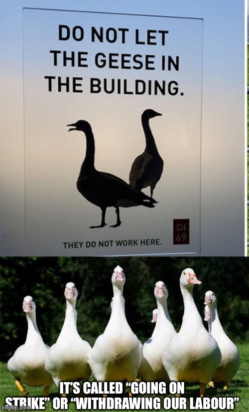 Geese on strike | IT’S CALLED “GOING ON STRIKE” OR “WITHDRAWING OUR LABOUR” | image tagged in the geese,militant,geese,office geese | made w/ Imgflip meme maker