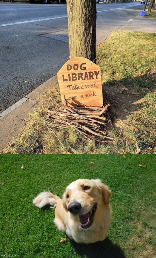 Dog library | image tagged in happy dog,stick,sharing is caring | made w/ Imgflip meme maker