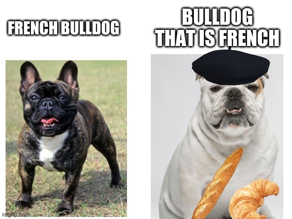 French Bulldog | BULLDOG THAT IS FRENCH; FRENCH BULLDOG | image tagged in blank white template,dog,french | made w/ Imgflip meme maker