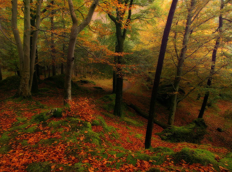 image tagged in photography,nature
