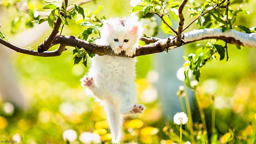 Cute Cat in Tree! (PC wallpaper) | image tagged in wallpapers,cute,spring,pc | made w/ Imgflip meme maker