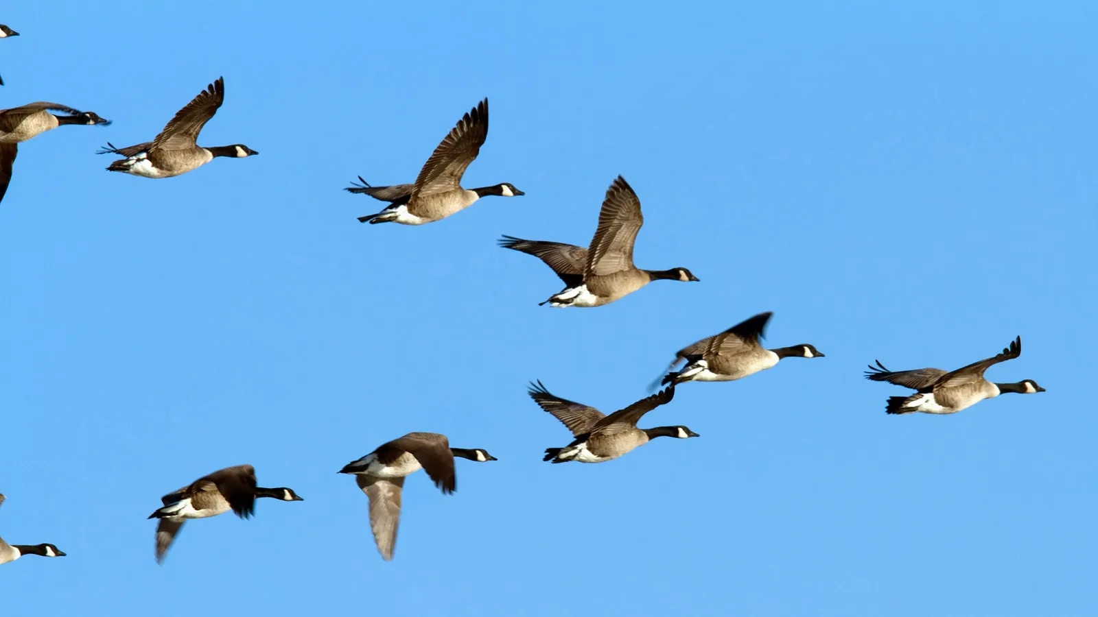 Flying Canadian Geese Blank Meme Template